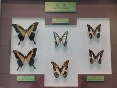 -上海昆虫博物馆
