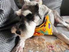 -宠福鑫康馨动物医院·骨科·眼科