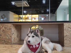 -Husky Go! 哈士奇体验馆·宠物咖啡厅狗咖
