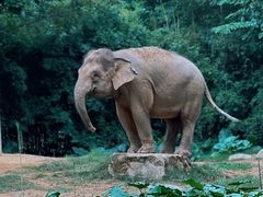 -广州长隆野生动物世界