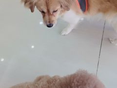 -全心全意连锁动物医院·微创中心·内科急重症·心脏专科(丰管路店)