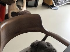-瑞鹏宠物医院·骨科·猫科·内科(第一中心)
