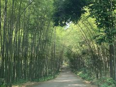 -铁山坪森林公园