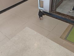 -瑞鹏宠物医院(大运分院)