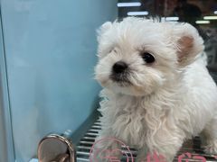-FAELING PETS美天灵宠物(合生汇店)