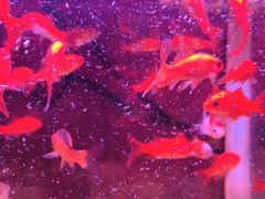 -金枝玉叶上海人家食府(三里河店)