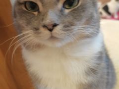 -MOCHA明星猫咖(田子坊店)