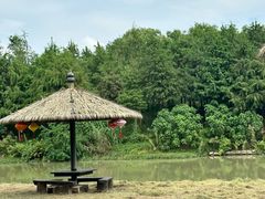 -合肥滨湖国家森林公园