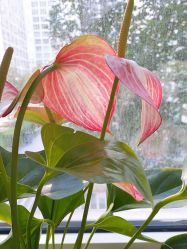 -变画·发型STUDIO