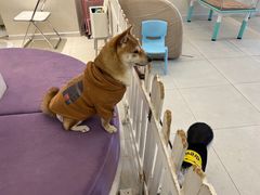 -怪兽屋·羊驼·猫咖·狗咖(俊华广场店)