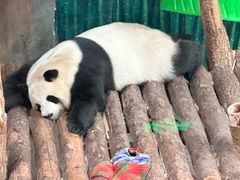 -青藏高原野生动物园