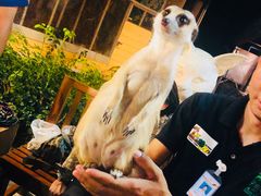 -清迈夜间动物园