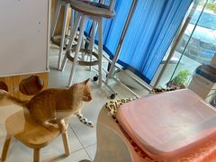 -纳吉亚猫专科动物医院博雅分院