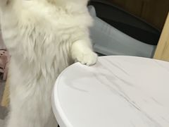 -lincat·猫舍(广州店)