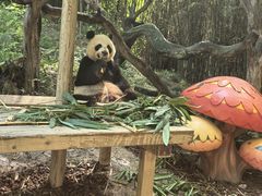 -广州长隆野生动物世界