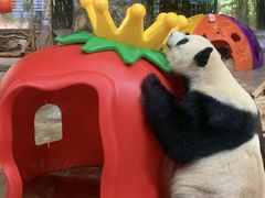 -海南热带野生动植物园