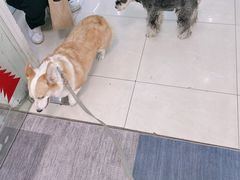 -翊宠yipet猫狗购宠庄园犬舍•猫舍