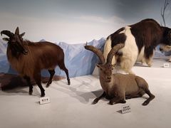 -陕西自然博物馆