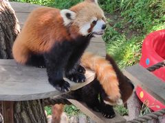 -大连森林动物园