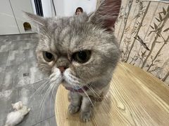 -楼上猫咖(罗湖店)