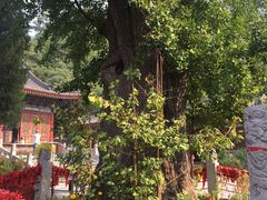 -青龙山风景区