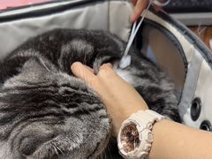 -创凡宠物医院·骨专科  猫科中心(西乡分院)