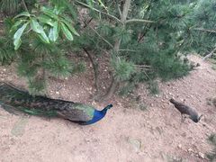 -西霞口神雕山野生动物世界