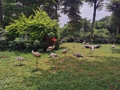 -广州长隆飞鸟乐园