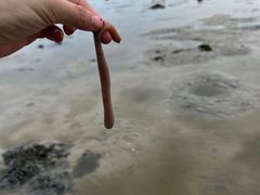 -红树林天天赶海