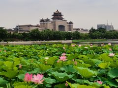 -莲花池公园