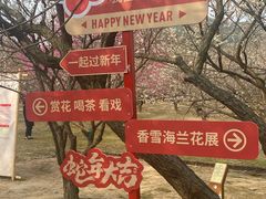 -香雪海