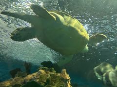 -上海海洋水族馆