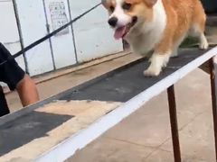 -宠物寄养训练学校