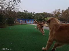 -宠物寄养训练学校