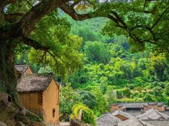 -杨家堂村