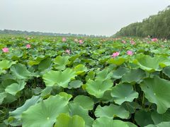 -西青郊野公园
