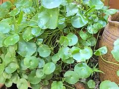 -臭鳜鱼人家·老字号徽菜