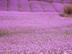 -大塘金香草谷