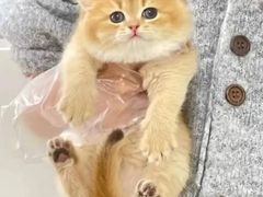 -猫十亿·布偶金渐层·曼基康矮脚猫舍(青年路店)