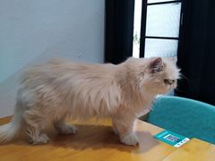 -猫色咖啡·猫咖