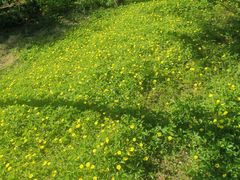 -黑龙江省森林植物园