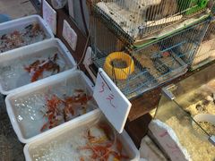 -双季花艺园艺市场(浦东店)