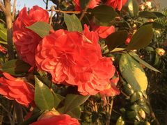 -金陵花卉交易市场