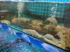 -坛南湾阿强农家乐.海鲜大排档老字号(福州地标美食店)