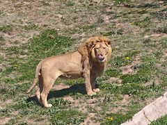-西霞口神雕山野生动物世界