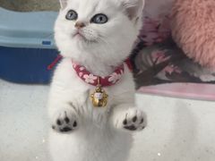 -糯米喵星人总部直营旗舰店·猫舍·幼猫出售