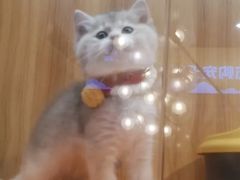 -欣宠猫屋·矮脚拿破仑·蓝金金渐层