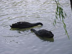 -溱湖国家湿地公园