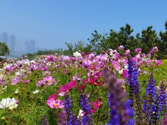 -小麦岛公园