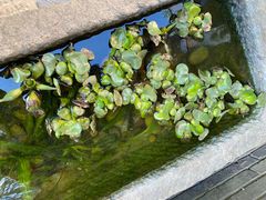 -绿地·中山里